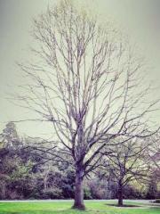 Grandpa Fuapos;s Ful