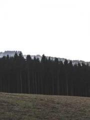 My pets are all amaz