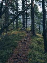 Super husband Lin Xi