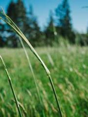 The Undefeated Son-i